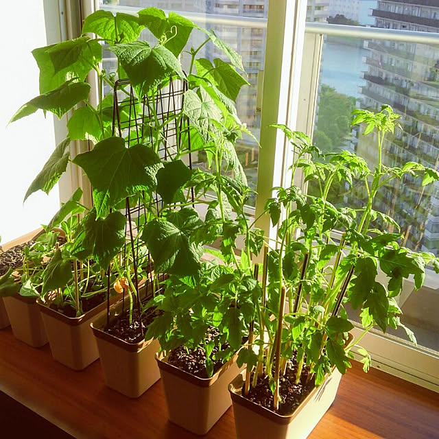 写真付きレビュー P5倍 植物育成ライト Led 植物育成 観葉植物 多肉植物育成 育成ライト 植物 ライト 80led 40w 室内栽培 水耕栽培 野菜工場 Ledライト 3モード調色 9段階調光 360度調整 タイマー機能 梅雨時期 冬 日照不足解消 省エネ Usb電源式 クリップ式の通販