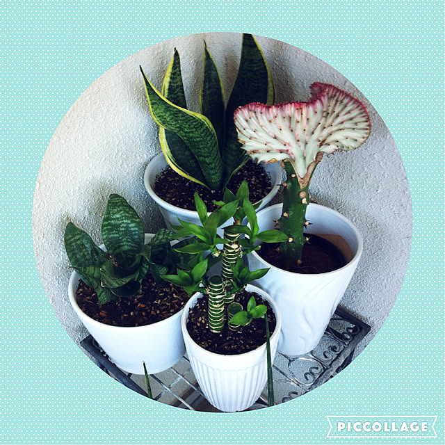 写真付きレビュー】花ごころ サンセベリアの土 5lの通販商品口コミ情報 | RoomClipショッピング 写真付きレビュー】花ごころ サンセベリアの土 5lの通販商品口コミ情報 | RoomClipショッピング