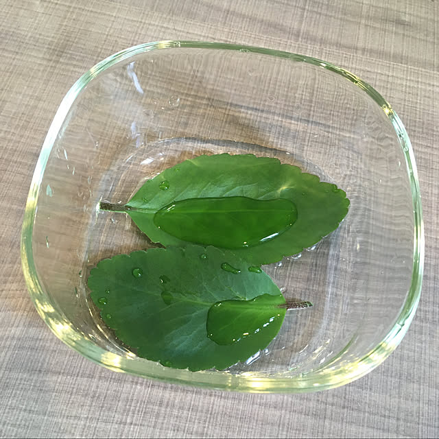 送料無料 幸せの葉マザーリーフ ハカラメ お試し 観葉植物 セット 植木 花 多肉植物 子孫繁栄 子宝 のレビュー クチコミとして参考になる投稿1枚 Roomclip Item 送料無料 幸せの葉マザーリーフ ハカラメ お試し 観葉植物 セット 植木 花 多肉植物 子孫繁栄 子宝 のレビュー クチコミとして参考になる投稿1枚 Roomclip Item