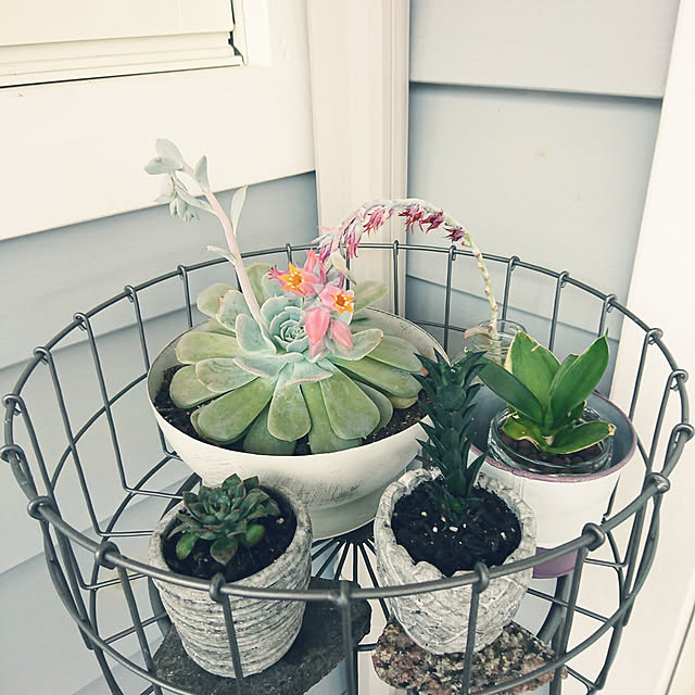 送料無料 あす楽対応 アイアン プランタースタンド L 4228 アイアン おしゃれ ガーデニング 棚 雑貨 鉢 鉢置き 鉢台 花台 フラワースタンド 室内 Horn Please 志成販売 Shisei Hanbaiのレビュー クチコミとして参考になる投稿4枚 送料無料 あす楽対応 アイアン プランタースタンド L 4228 アイアン おしゃれ ガーデニング 棚 雑貨 鉢 鉢置き 鉢台 花台 フラワースタンド 室内 Horn Please 志成販売 Shisei Hanbaiのレビュー クチコミとして参考になる投稿4枚