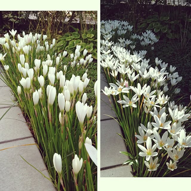 庭 ゼフィランサス 白い花好き のインテリア実例 14 09 04 07 53 56 Roomclip ルームクリップ