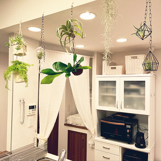 写真付きレビュー ミニコウモリランの苔玉 ワイヤー吊り玉仕立て ミニタイプ コウモリラン ビカクシダ 蝙蝠蘭 鹿角シダ 送料無料 薫る花 観葉植物 おしゃれ インテリアグリーン 吊り下げ ぶら下げ コケ玉の通販商品 口コミ情報 Roomclipショッピング 写真付きレビュー ミニコウモリランの苔玉 ワイヤー吊り玉仕立て ミニタイプ コウモリラン ビカクシダ 蝙蝠蘭 鹿角シダ 送料無料 薫る花 観葉植物 おしゃれ インテリアグリーン 吊り下げ ぶら下げ コケ玉の通販商品 口コミ情報 Roomclipショッピング