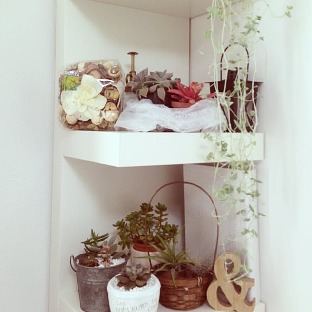 リビング/IKEA/エアプランツ/観葉植物/多肉植物...などのインテリア実例 - 2014-01-29 11:06:40