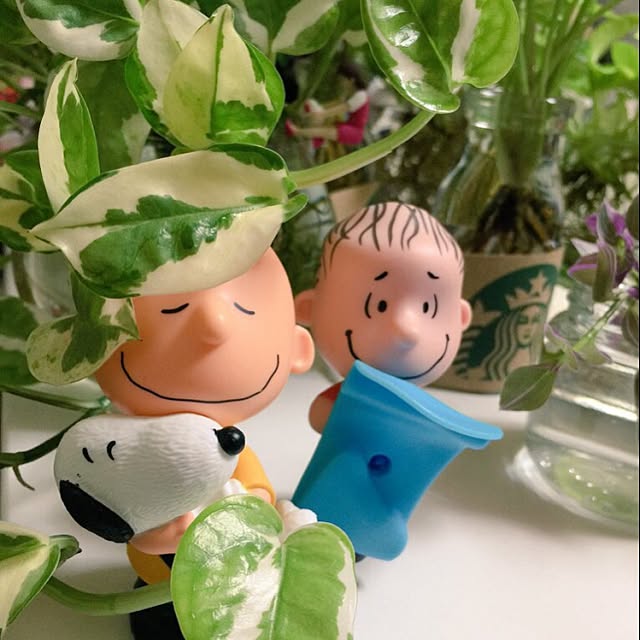 写真付きレビュー 送料無料 ハイドロ カルチャー 観葉 植物 観葉植物 おしゃれ ポトス エンジョイ 高さ15cm程度 角 スクエア グラス ガラス 受賞 陶器 デスク 誕生日 風水 お祝い 開店祝い 誕生日 北欧 簡単 丈夫 鉢植え 風水 花言葉 の通販商品 口コミ情報