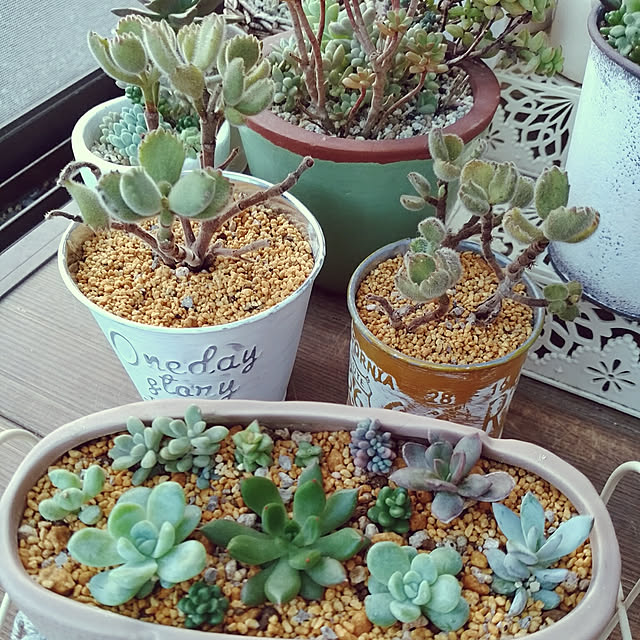 多肉植物 Oriコチレドン 熊童子錦黄斑 多肉植物 コチレドン 6cmポットのレビュー クチコミとして参考になる投稿1枚 Roomclip ルームクリップ