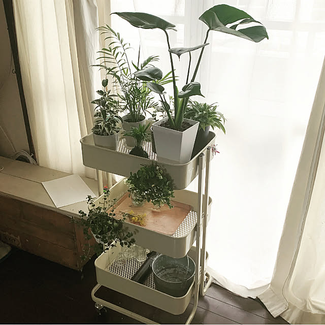 観葉植物お試しセット 幸福の木 モンステラ ストレリチア テーブルヤシ ミニ観葉植物 開店祝い 新築祝い 誕生日 プレゼント 観葉植物 Smtb Ms 楽ギフ メッセ入力 05p05nov16 のレビュー クチコミとして参考になる投稿5枚 Roomclip ルームクリップ 観葉植物お試しセット 幸福の木 モンステラ ストレリチア テーブルヤシ ミニ観葉植物 開店祝い 新築祝い 誕生日 プレゼント 観葉植物 Smtb Ms 楽ギフ メッセ入力 05p05nov16 のレビュー クチコミとして参考になる投稿5枚 Roomclip ルームクリップ