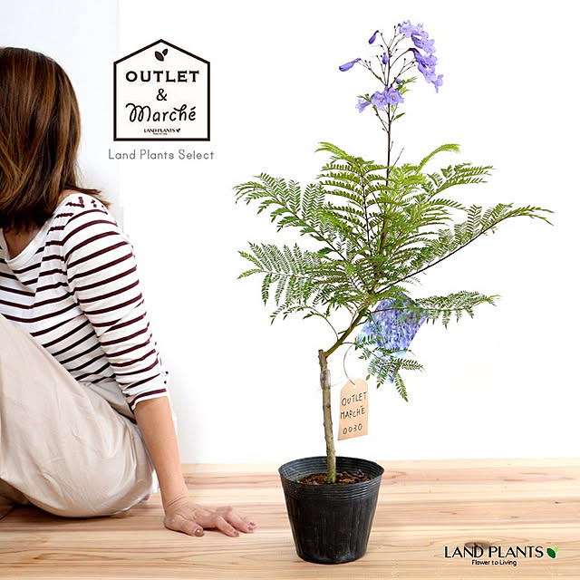 写真付きレビュー アウトレット マルシェ No 0030 ジャカランダ 5号 苗pot 黒色 現品販売 送料無料 返品不可 1点物 現品 限定商品 アウトレット品 アウトレット商品の通販商品 口コミ情報 Roomclipショッピング