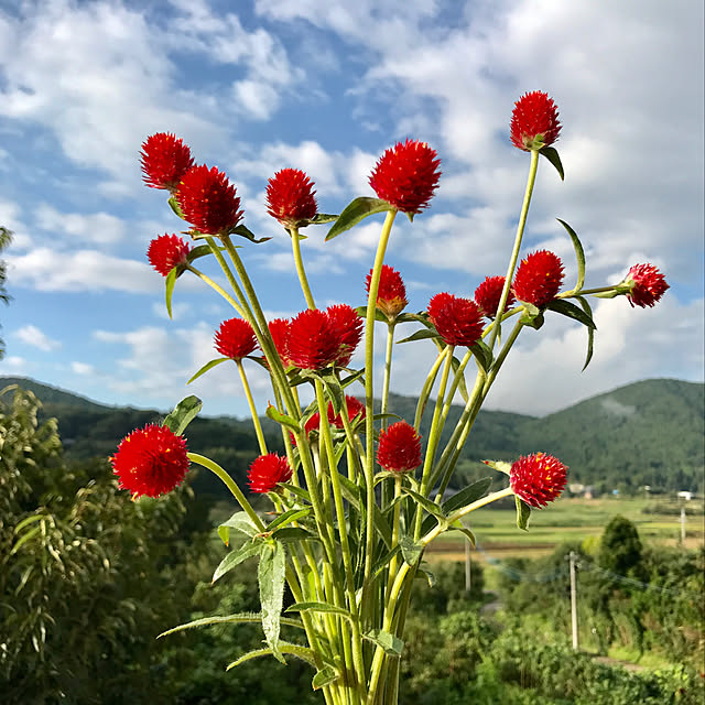 サカタのタネ 種 赤花千日紅 ストロベリーフィールド 906 495 春 暑さに負けずに咲く鮮紅色の花1袋の採苗本数約 15本送料 絵袋詰美咲各種取り合わせ6袋以上 350未満 500のレビュー クチコミとして参考になる投稿2枚 Roomclip Item サカタのタネ 種 赤花千日紅 ストロベリーフィールド 906 495 春 暑さに負けずに咲く鮮紅色の花1袋の採苗本数約 15本送料 絵袋詰美咲各種取り合わせ6袋以上 350未満 500のレビュー クチコミとして参考になる投稿2枚 Roomclip Item