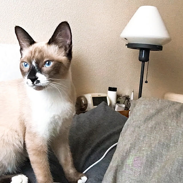 ベッド周り 保護猫 スノーシュー系のネコ Ikea イケア などのインテリア実例 17 12 14 08 57 15 Roomclip ルームクリップ