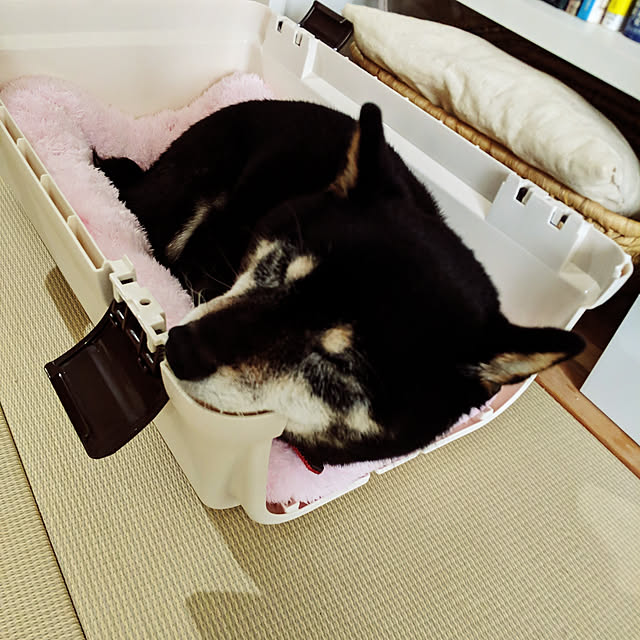 写真付きレビュー 11 10限定 最大1000円offクーポン リッチェル キャンピングキャリーファイン ダブルドア M キャリーバック コンテナ 小型犬用 猫用 キャリーケース クレート あす楽対応 22goutの通販商品 口コミ情報 Roomclipショッピング