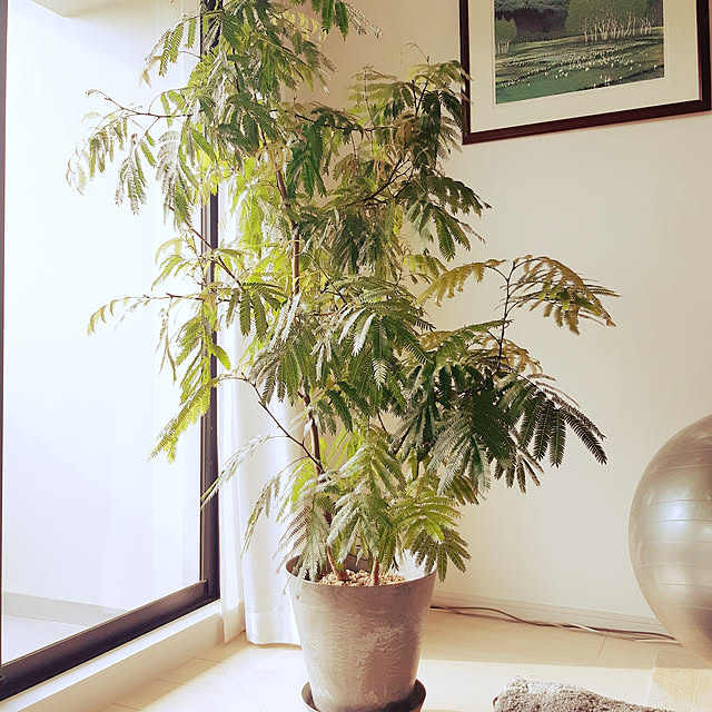 プランター 植木鉢 おしゃれ 鉢植え あす楽14時まで アマブロ アートストーン Lサイズ Amabro Art Stone花 栽培 プレゼント ギフト 母の日 通販 水やり かわいい ガーデニング 排水 乾燥防止のレビュー クチコミとして参考になる投稿29枚