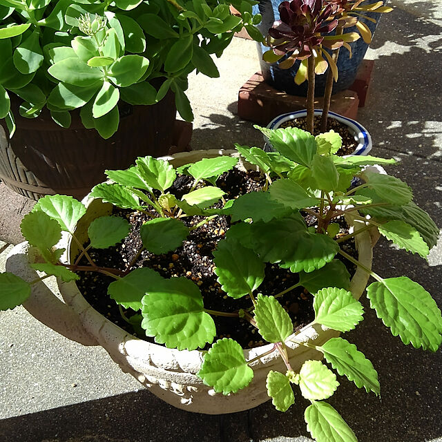 ミニ観葉植物 スウェーデンアイビー 3 5号鉢のレビュー クチコミとして参考になる投稿22枚 Roomclip ルームクリップ