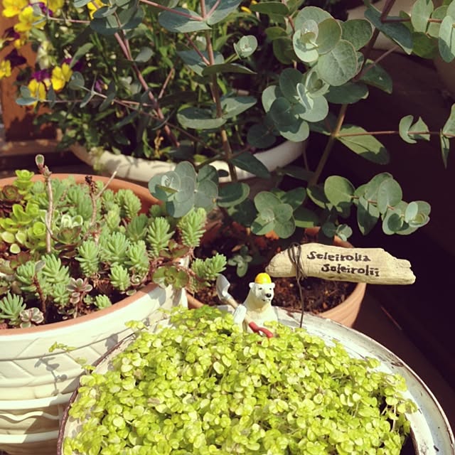 玄関 入り口 セダム ジャンクガーデン化計画実施中 ブログやってます ビオラ などのインテリア実例 14 04 17 15 19 Roomclip ルームクリップ