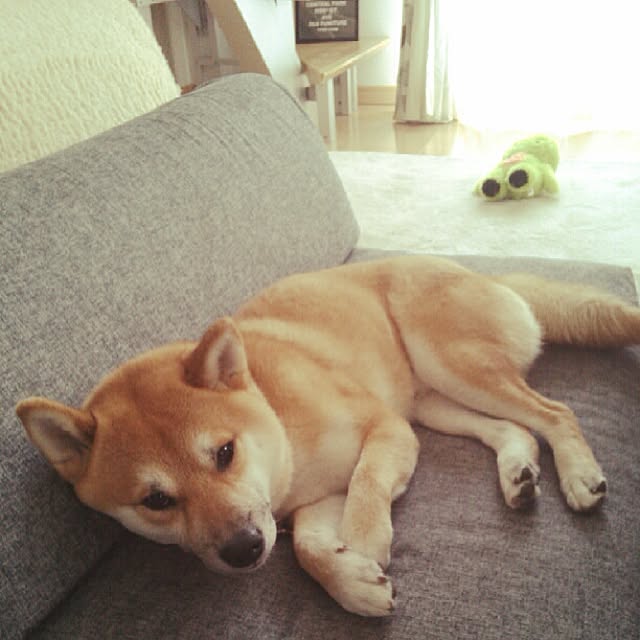 リビング 寝癖ついてるかもぉ 寝起きドッキリとかやめて 連投すみません 犬部 などのインテリア実例 15 05 15 14 41 10 Roomclip ルームクリップ