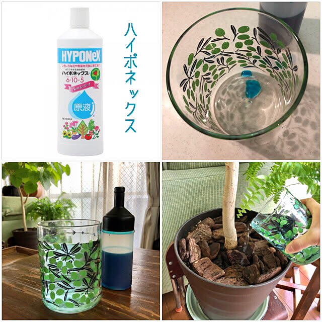 植物 グリーンのある暮らし 観葉植物 ハイポネックス 棚のインテリア実例 21 05 05 09 54 56 Roomclip ルームクリップ