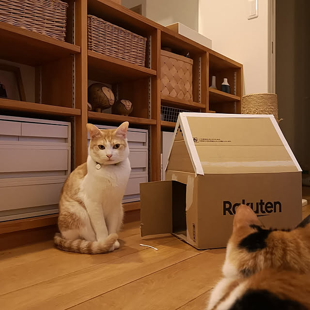 身近な材料で遊び心を満たす♪子どもからペットまで楽しめるダンボールハウスのDIY実例6選