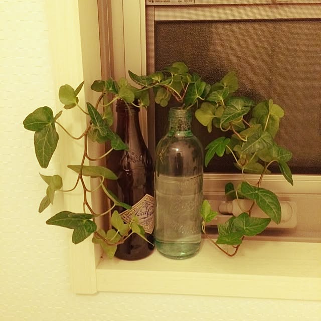 バス トイレ 植物 アイビー へデラ コーラ瓶のインテリア実例 14 05 07 23 09 Roomclip ルームクリップ