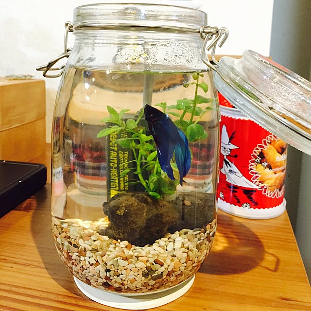 熱帯魚 水草 私の小さなアクアリウム ベタと水草の共演 水草と生体キット 1セット 説明書付き 本州四国限定のレビュー クチコミとして参考になる投稿5枚