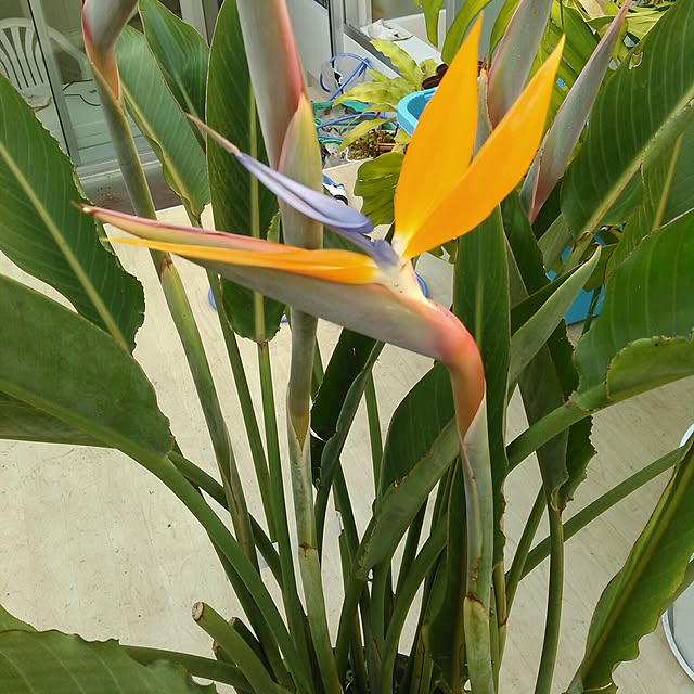 観葉植物 ストレリチア レギネ 極楽鳥花 10号鉢のレビュー クチコミとして参考になる投稿5枚