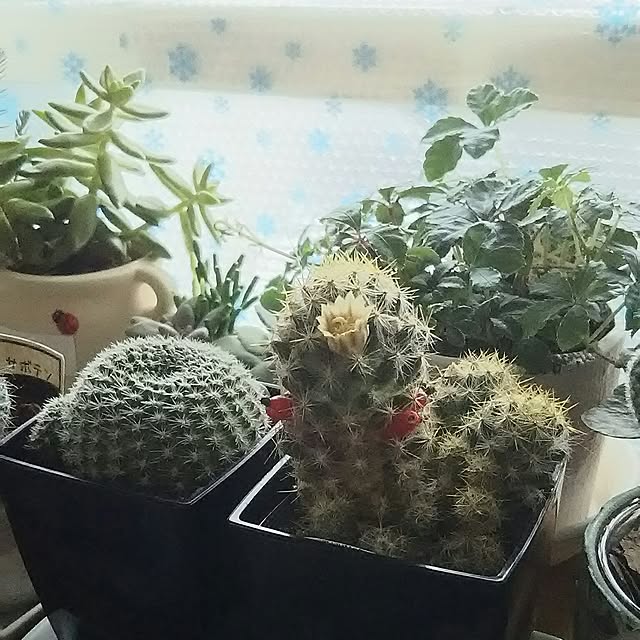 写真付きレビュー シュガーバイン 垂れ下がり 常緑つる性植物 風水 運気上がる 幸運 健康運 金運 リラックス効果 花言葉 すこやか 明るく元気に 観葉植物 インテリア 育てやすい 初心者向け プレゼント ギフト 送料無料の通販商品 口コミ情報 Roomclipショッピング 写真付きレビュー シュガーバイン 垂れ下がり 常緑つる性植物 風水 運気上がる 幸運 健康運 金運 リラックス効果 花言葉 すこやか 明るく元気に 観葉植物 インテリア 育てやすい 初心者向け プレゼント ギフト 送料無料の通販商品 口コミ情報 Roomclipショッピング