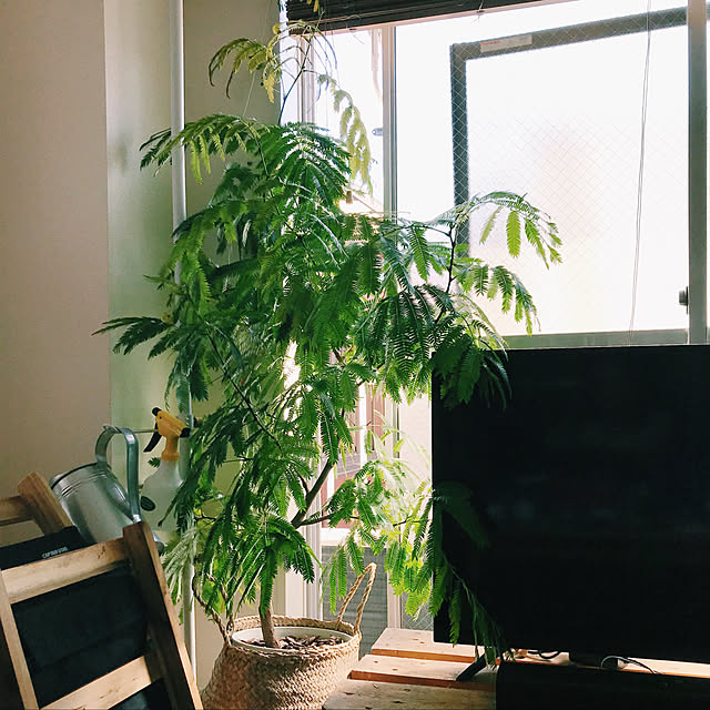 エバーフレッシュ 白色 セラアート鉢 8号 鉢植え 鉢 苗 苗木 大型 観葉植物 送料無料 白 ホワイト 丸 ラウンド プラ鉢 アカサヤネムノキのレビュー クチコミとして参考になる投稿2枚 Roomclip ルームクリップ