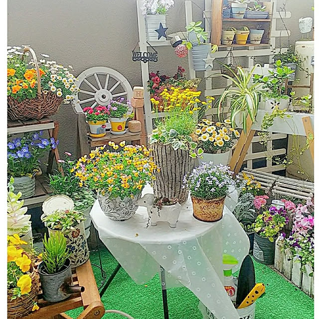 花かんざし 苗 ヘリクリサムローダンテ 冬 春 １株 ガーデニング 寄せ植え ドライフラワーにのレビュー クチコミとして参考になる投稿22枚