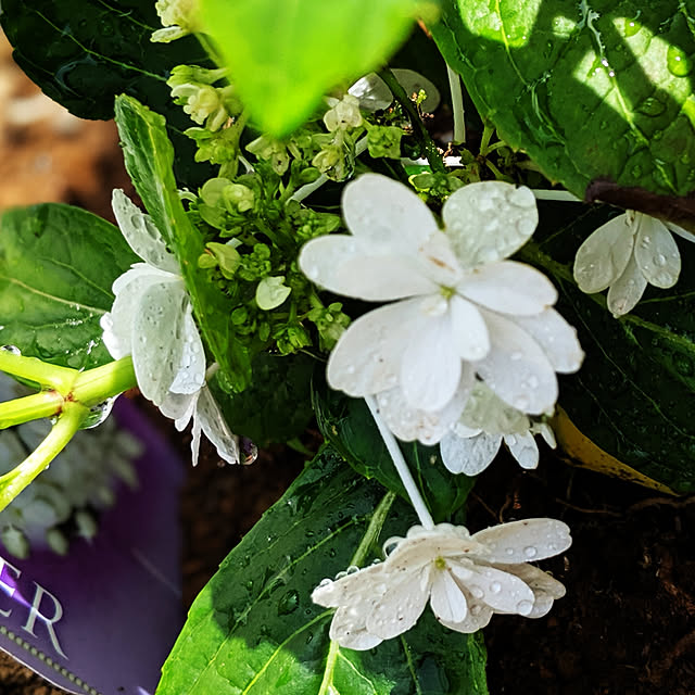 開花株 アジサイ 紫陽花 あじさい ウェディングドレス 3 5号ポット苗 22年入荷株 のレビュー クチコミとして参考になる投稿3枚 Roomclipショッピング