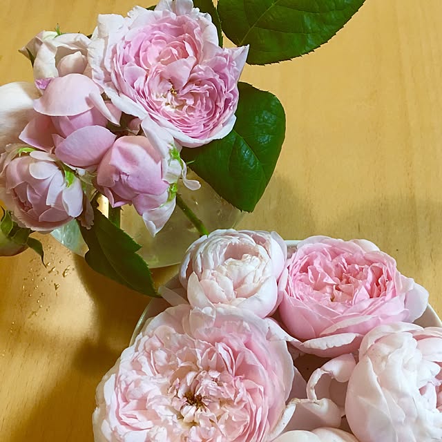 バラ苗 大苗 イングリッシュローズ エグランタイン マサコ ピンク系のレビュー クチコミとして参考になる投稿2枚 Roomclip Item