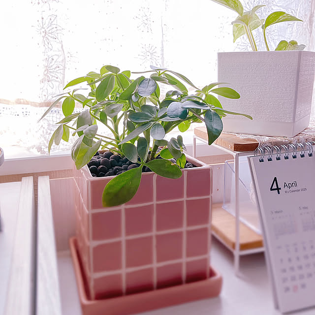 【みんなが選んだ！】グリーンのある暮らしを楽しみたい方へ♪Standard Productsの植物まわりのアイテム5選