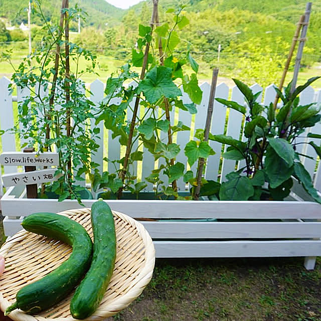 育てる楽しみと食べる楽しみを両方味わえる。家庭菜園の実例6選