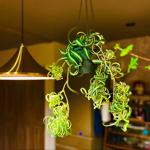 お部屋にグリーンを取り入れたい！インテリアにおすすめの観葉植物10選