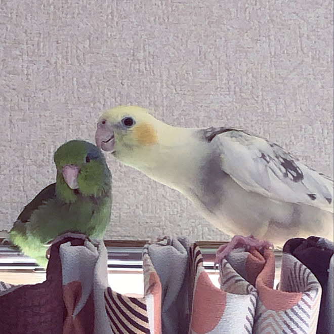 オカメインコのいる暮らし/鳥/一人暮らし/セキセイインコ/北欧...などのインテリア実例 - 2020-07-23 09:01:56