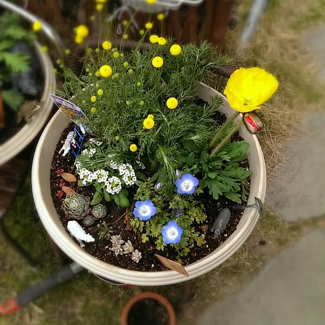 玄関/入り口/春の花たち/寄せ植え/動物園/手作り...などのインテリア実例 - 2015-04-19 15:11:29