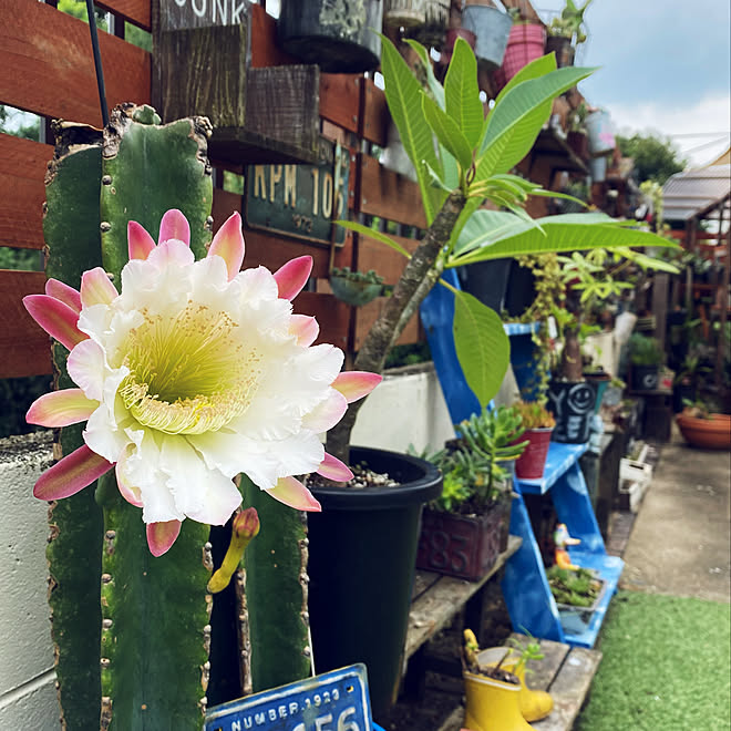お疲れさまでした 花咲終わり サボテンの花 一夜限り 夜咲く花 などのインテリア実例 21 09 01 09 13 07 Roomclip ルームクリップ