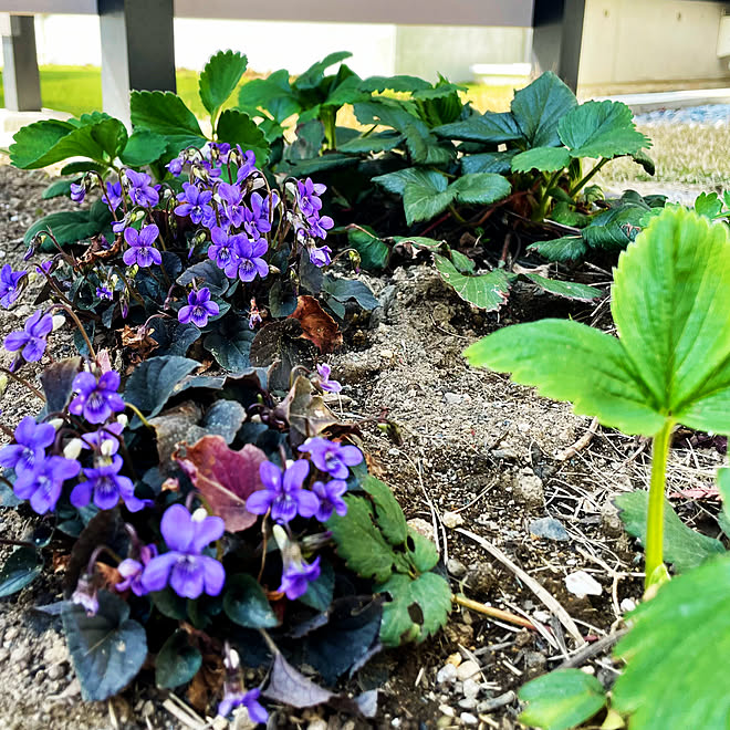 キュウリとハーブのトリプルデッカーのレシピ