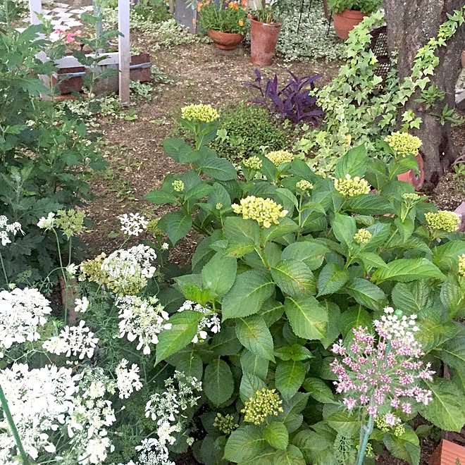 キッチン オルレア ブラックレースフラワー 紫陽花の蕾 植物 などのインテリア実例 17 05 27 19 40 46 Roomclip ルームクリップ