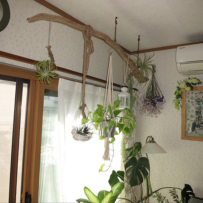 壁 天井 流木の飾り 流木 もっと素敵にしたい 観葉植物 などのインテリア実例 17 09 18 21 38 27 Roomclip ルームクリップ