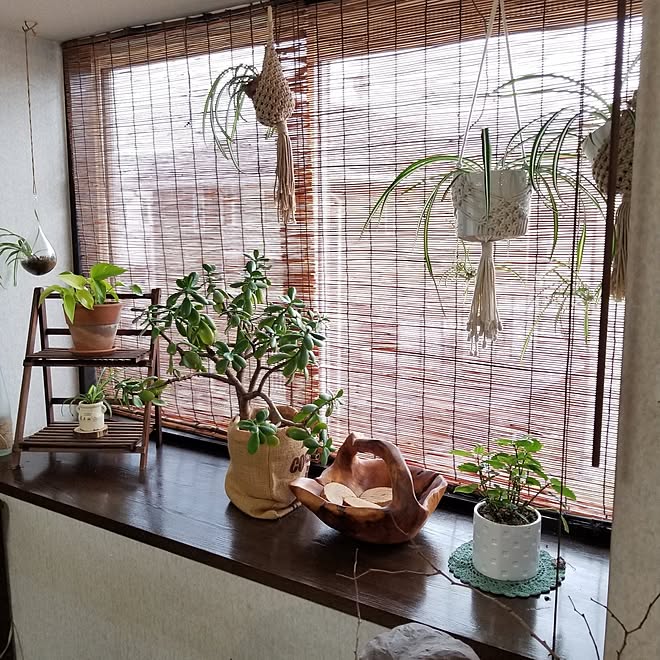 部屋全体/観葉植物のある暮らし/木が好き/かごが好き/マクラメ壁掛け