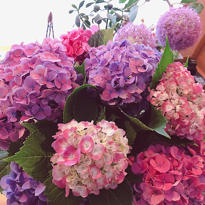 花が好き/植物のある暮らし/花瓶挿し/紫陽花♡/紫陽花...などのインテリア実例 - 2020-06-28 01:05:21