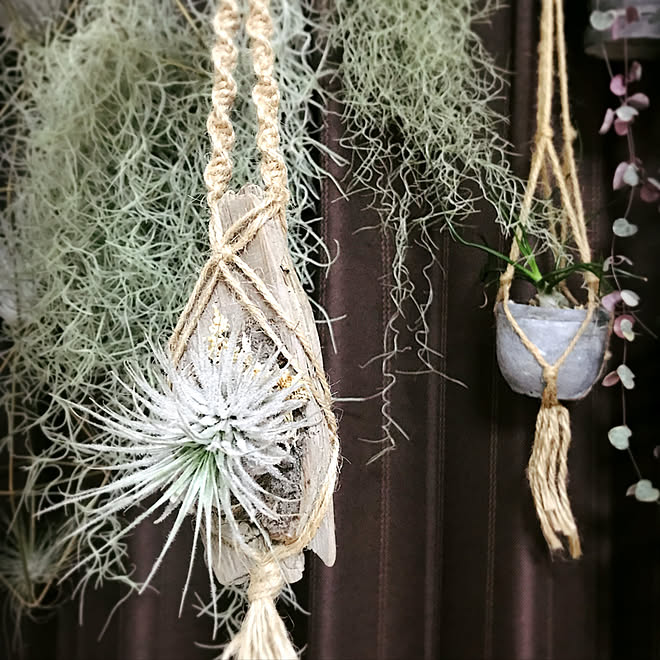 壁 天井 流木 エアプランツ チランジア テクトラム などのインテリア実例 18 06 21 00 27 10 Roomclip ルームクリップ