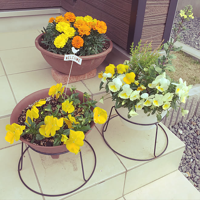 玄関 入り口 鉢植えスタンド 鉢植え 花 玄関まわり などのインテリア実例 18 05 06 16 49 49 Roomclip ルームクリップ 玄関 入り口 鉢植えスタンド 鉢植え 花 玄関まわり などのインテリア実例 18 05 06 16 49 49 Roomclip ルームクリップ