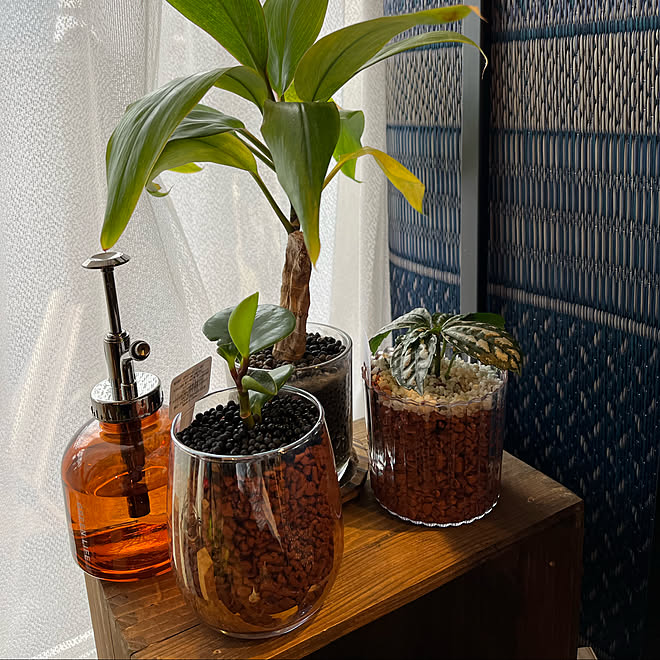 ハイドロカルチャー観葉植物 虫対策 虫が苦手 窓際ガーデン ペペロミア などのインテリア実例 22 05 28 15 34 39 Roomclip ルームクリップ