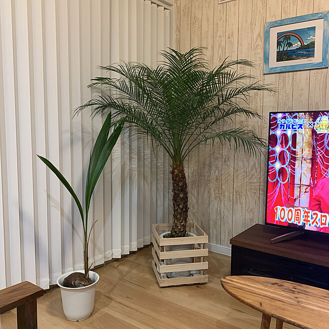 ヘザーブラウン 南国 観葉植物 ココヤシ フェニックスロベレニー などのインテリア実例 19 12 08 21 47 45 Roomclip ルームクリップ