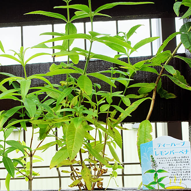 ハーブのある暮らし ハーブ苗 レモンバーベナの香り レモンバーベナ ハーブ などのインテリア実例 21 07 17 09 46 00 Roomclip ルームクリップ
