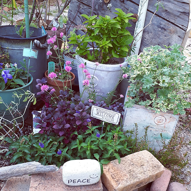 壁 天井 １０月の花 庭 ガーデニング 秋 などのインテリア実例 22 10 07 22 36 15 Roomclip ルームクリップ