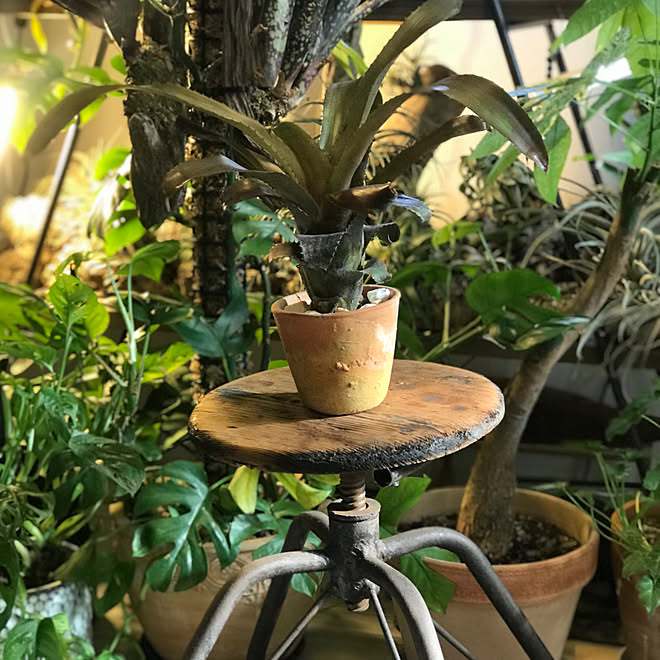 植物のある暮らし タンクブロメリア 観葉植物 ディスプレイ棚 男前 などのインテリア実例 21 12 15 07 13 09 Roomclip ルームクリップ