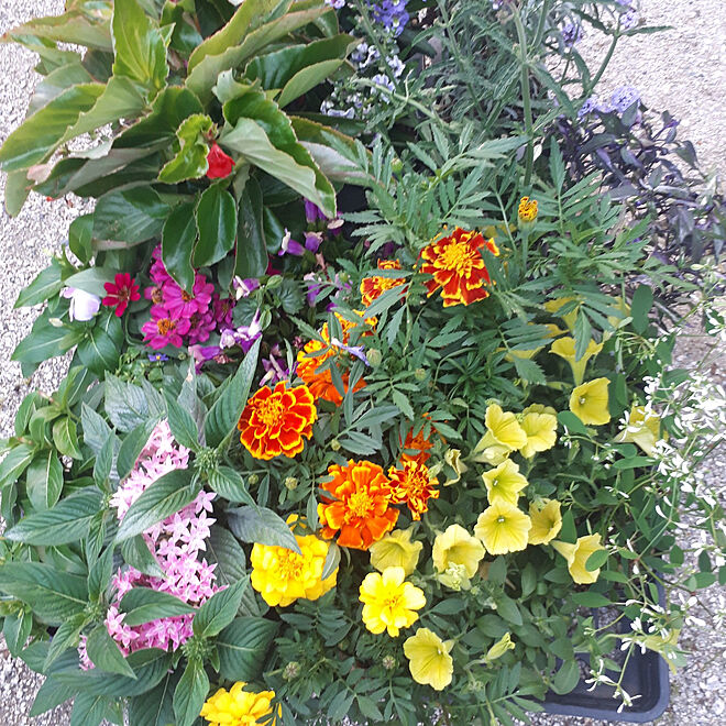 棚/お花が好き/６月の花/庭仕事が好き/庭...などのインテリア実例 - 2021-06-30 08:19:53