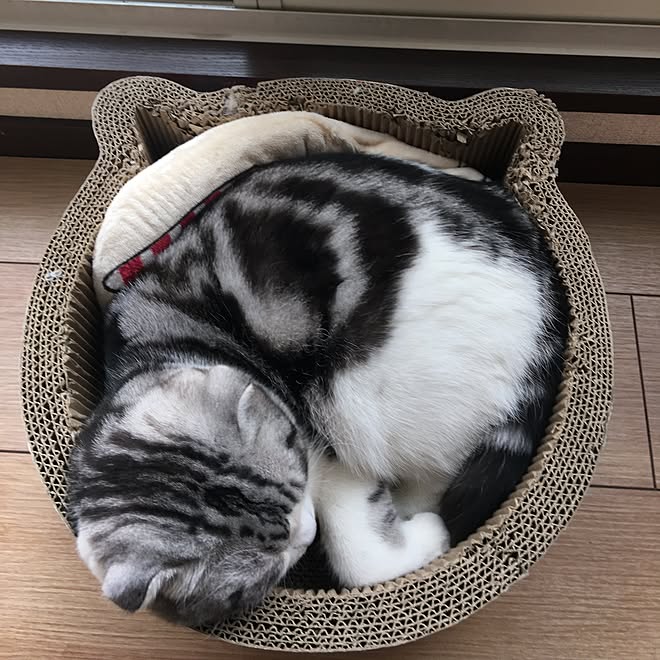 部屋全体/ねこのいる日常/ねこと暮らす。/猫ばかりですみません/猫のいる生活...などのインテリア実例 - 2017-03-18 13:10:25