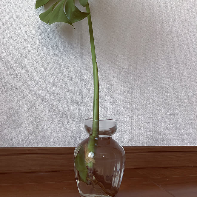 観葉植物/部屋全体のインテリア実例 - 2019-04-19 07:16:30