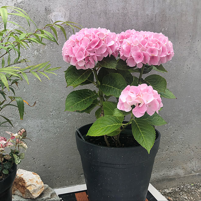 ぴんく コットン キャンディ 紫陽花 庭 植木鉢 などのインテリア実例 06 23 14 43 07 Roomclip ルームクリップ